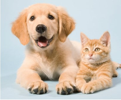 Why Your Pet’s Comfort Should Be Your Top Priority