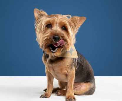 The Benefits of Interactive Toys for Pets