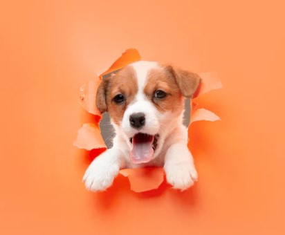Top Tips for First-Time Pet Parents