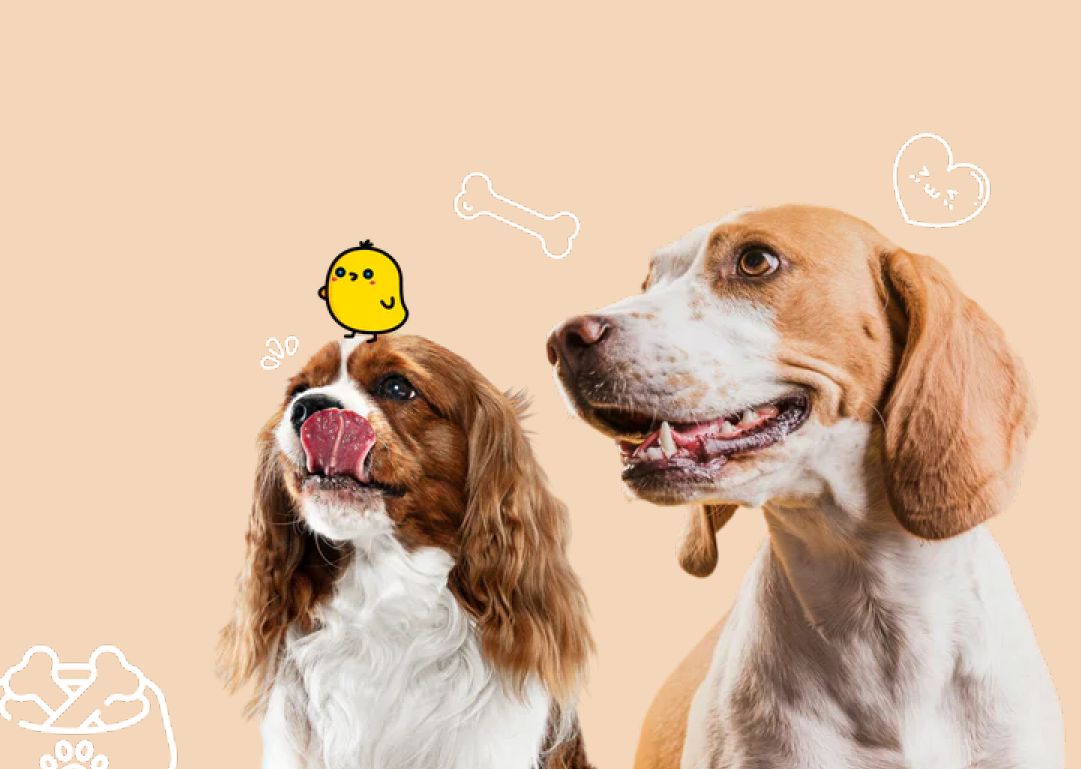 Happy Dogs with Treats
